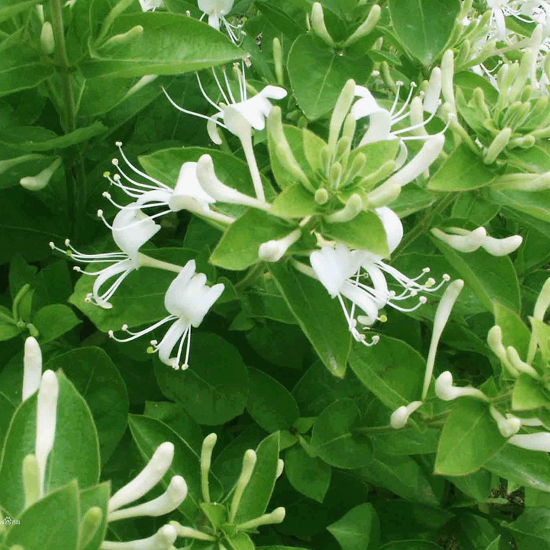 金银花