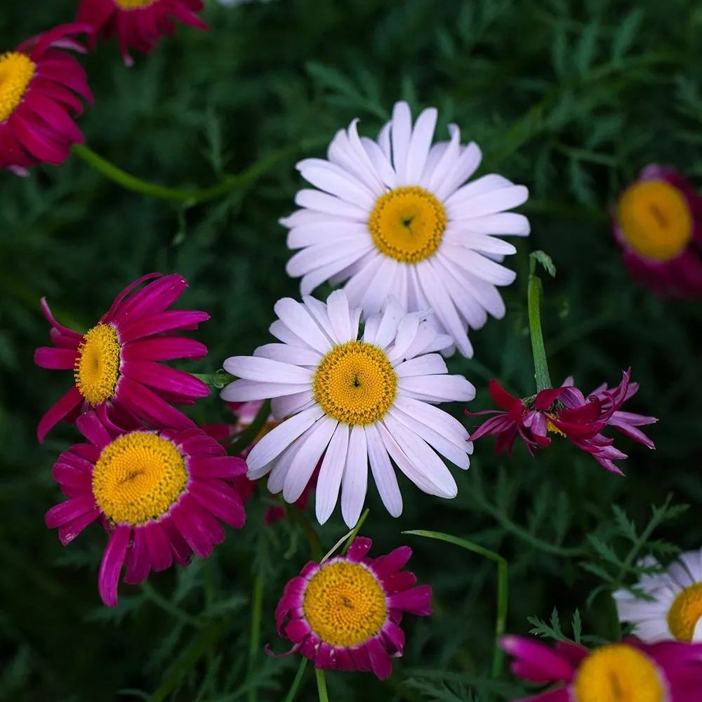 除虫菊