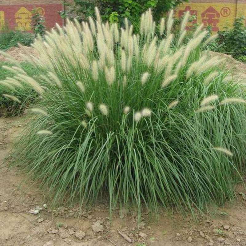 东方狼尾草