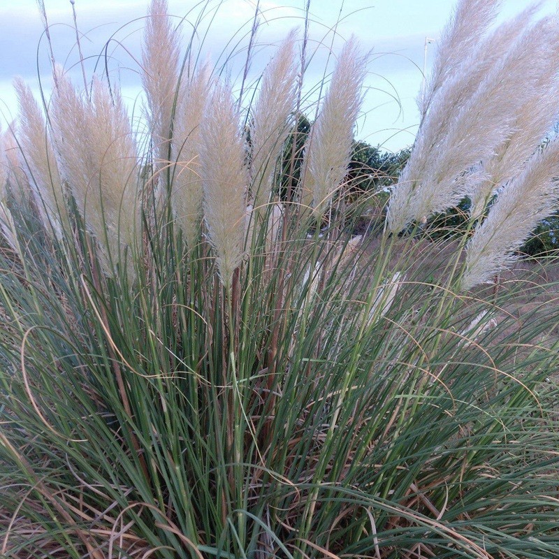 东方狼尾草