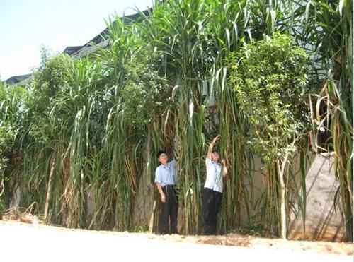 皇竹草的生长环境要求，种植特点分析