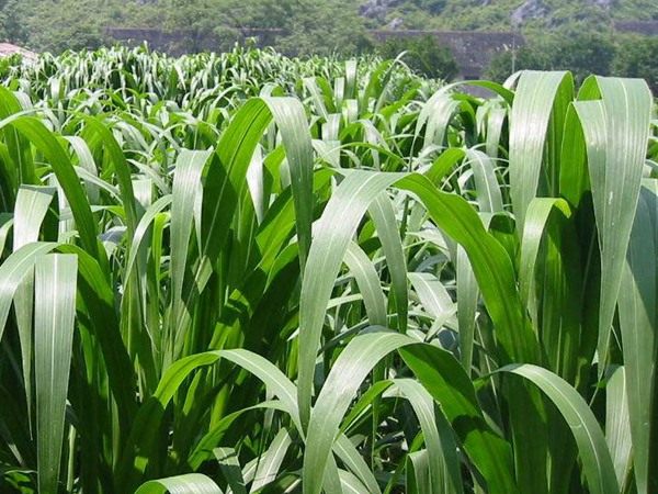 高丹草种植后可以生长几年