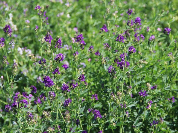紫花苜蓿种子多少钱一斤