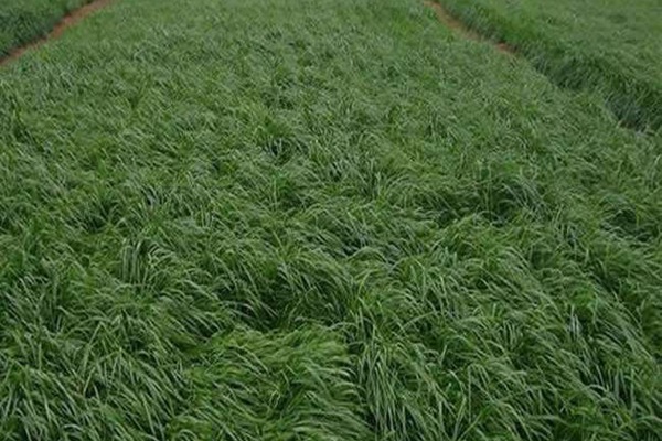 冬牧70黑麦草种子多少钱一斤 冬牧70黑麦草种子多少钱一斤