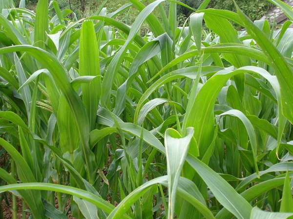 高丹草的种植技术和养护技巧