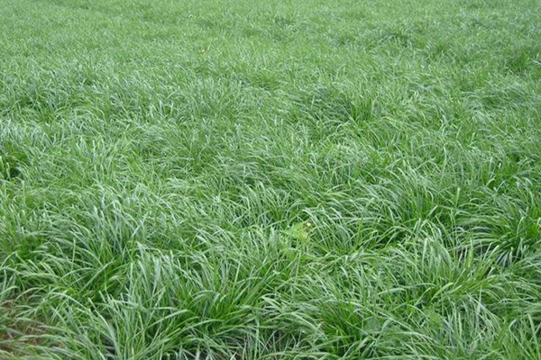 冬牧70黑麦草种子多少钱一斤