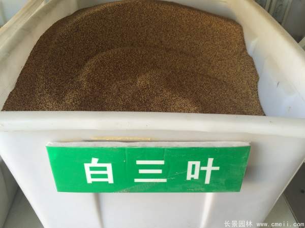 白三叶种子图片 白三叶种子图片