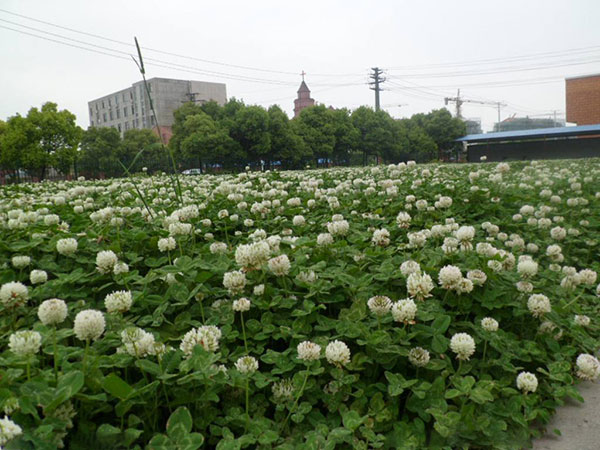 1560249958783917.jpg 白三叶 (3).jpg