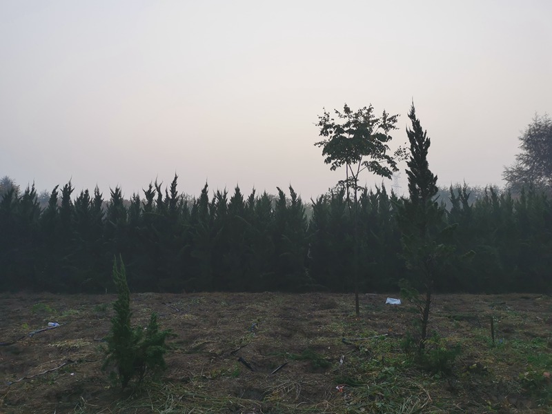 龙柏 龙柏
