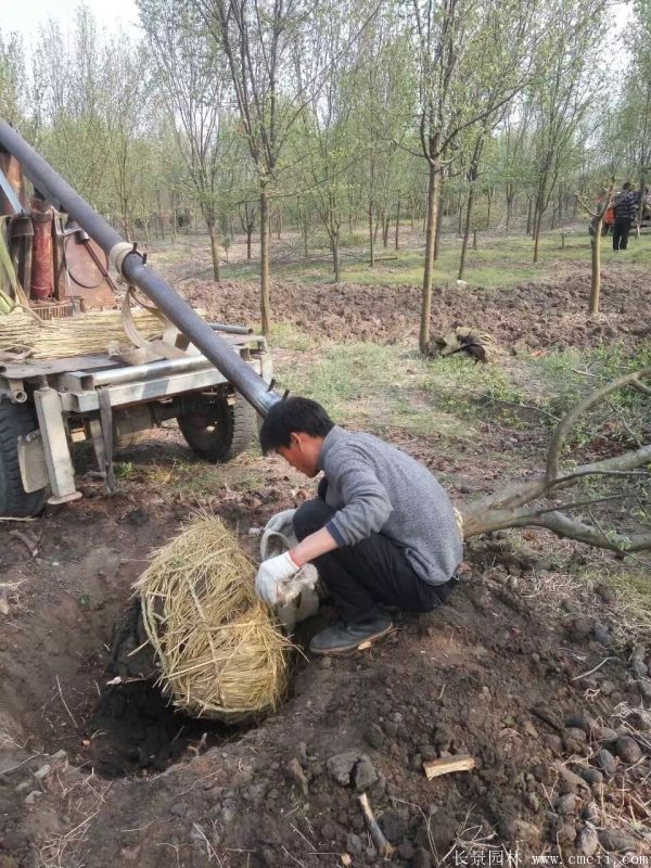 木瓜树图片木瓜树基地实拍