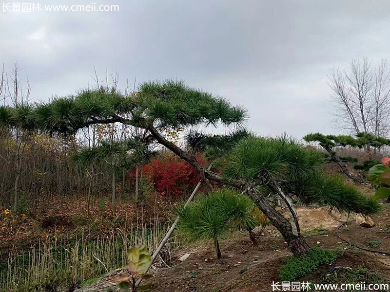 景观树造型黑松大型地景