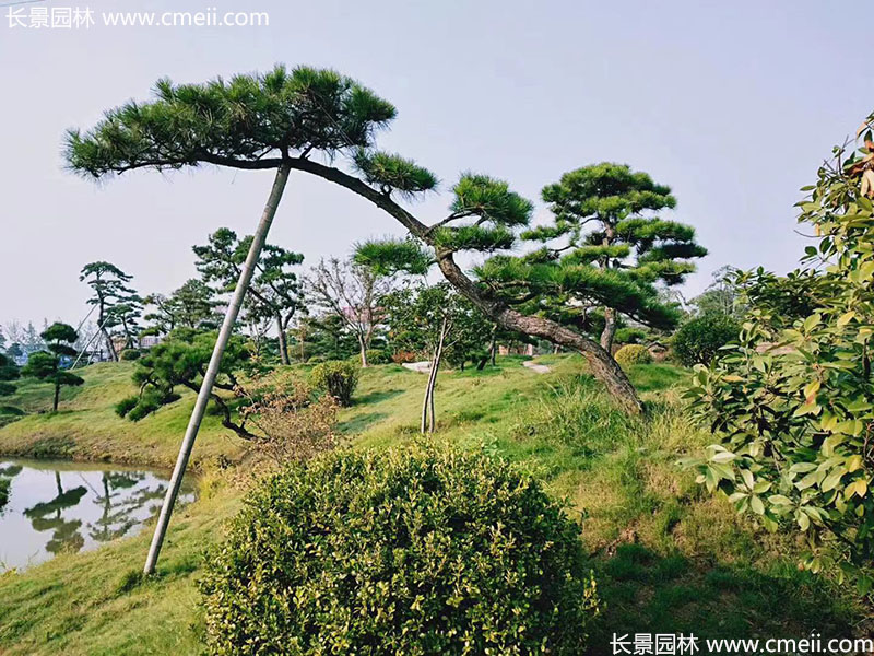 景观树造型黑松大型地景