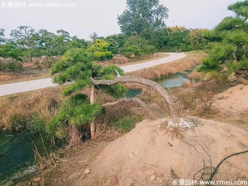 景观树造型黑松大型地景