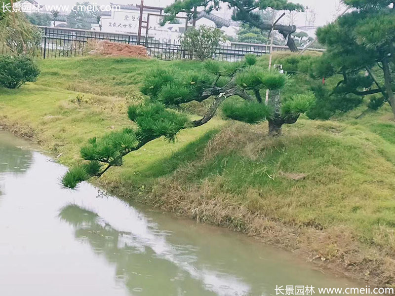 景观树造型黑松大型地景