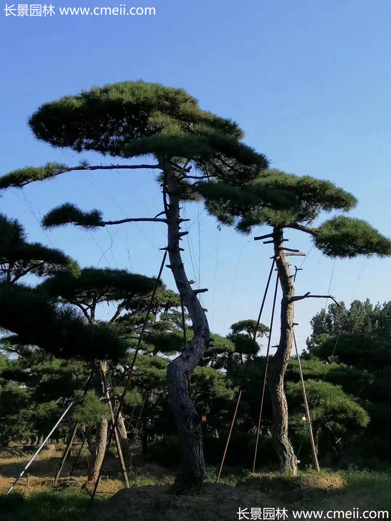 景观树造型黑松大型地景