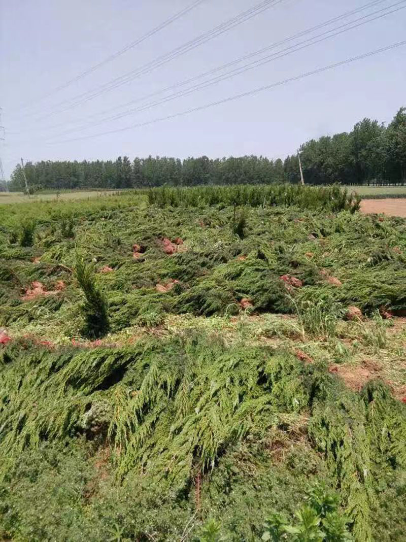 高杆大龙柏树