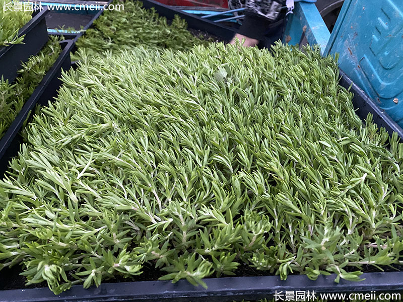 佛甲草托盘苗容器苗直接铺设