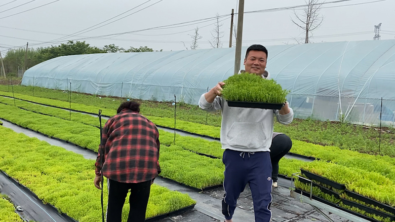 佛甲草与黄金万年草的区别 常见问题 江苏沭阳长景园林苗木场