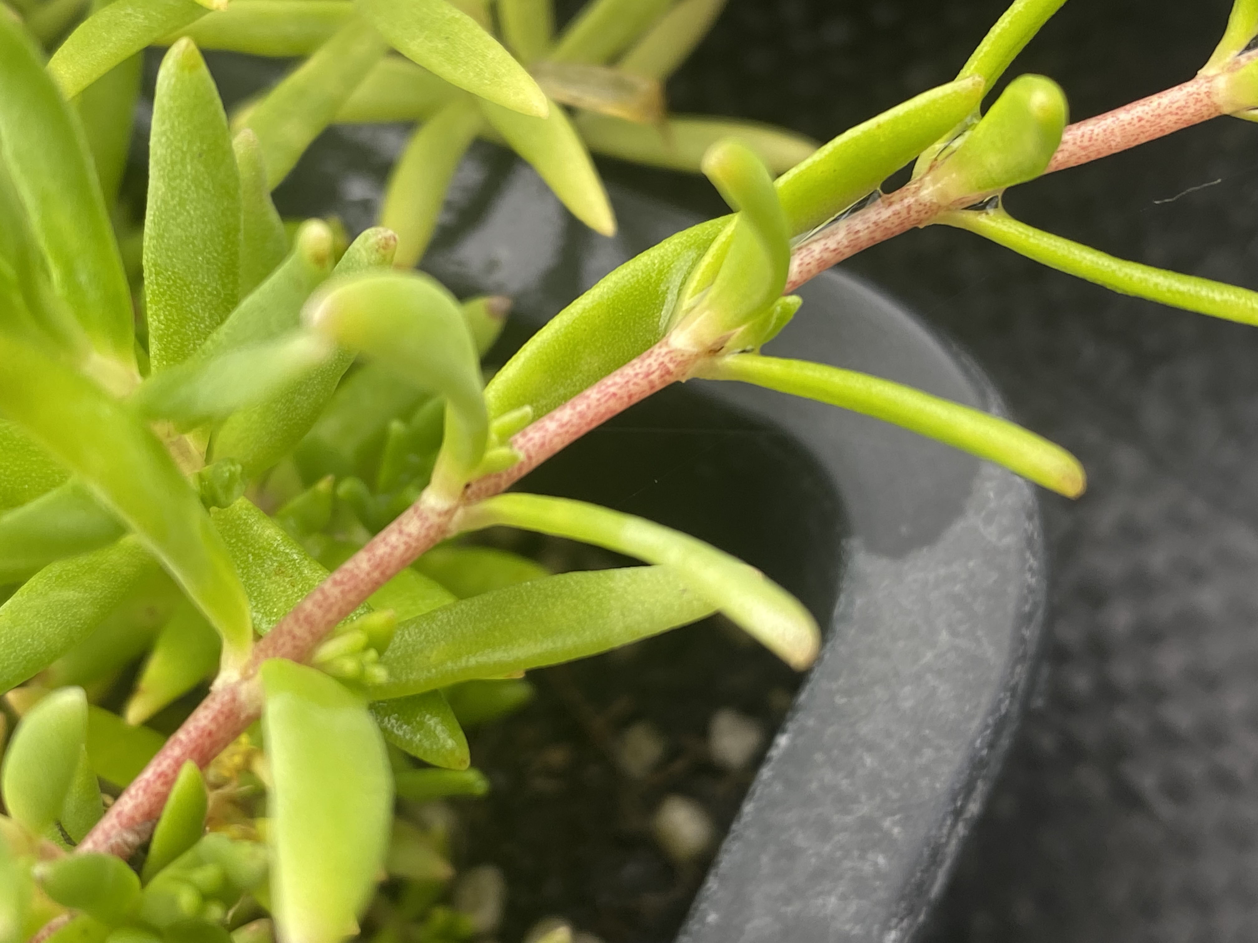 佛甲草茎
