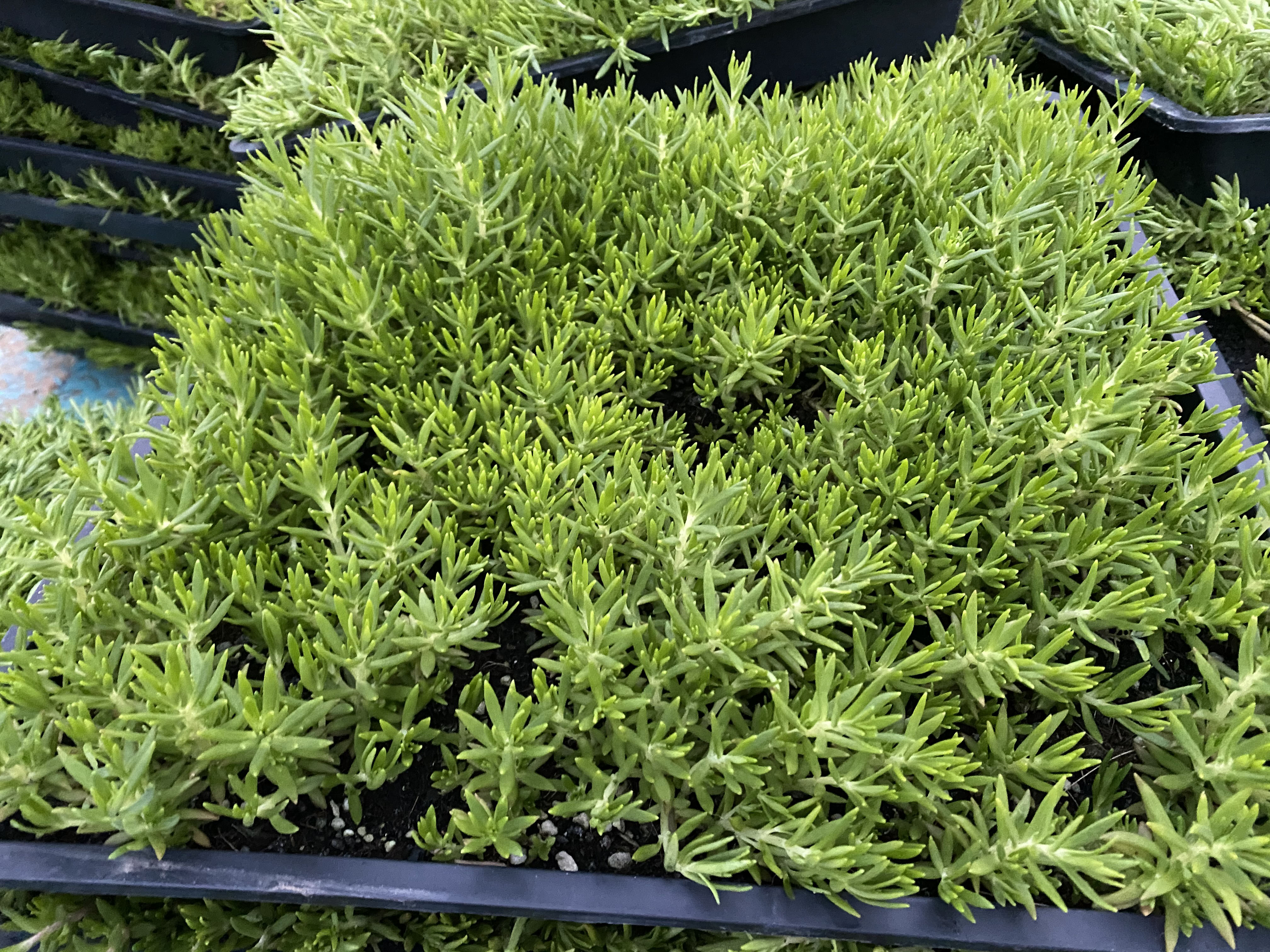 佛甲草植株整体照片