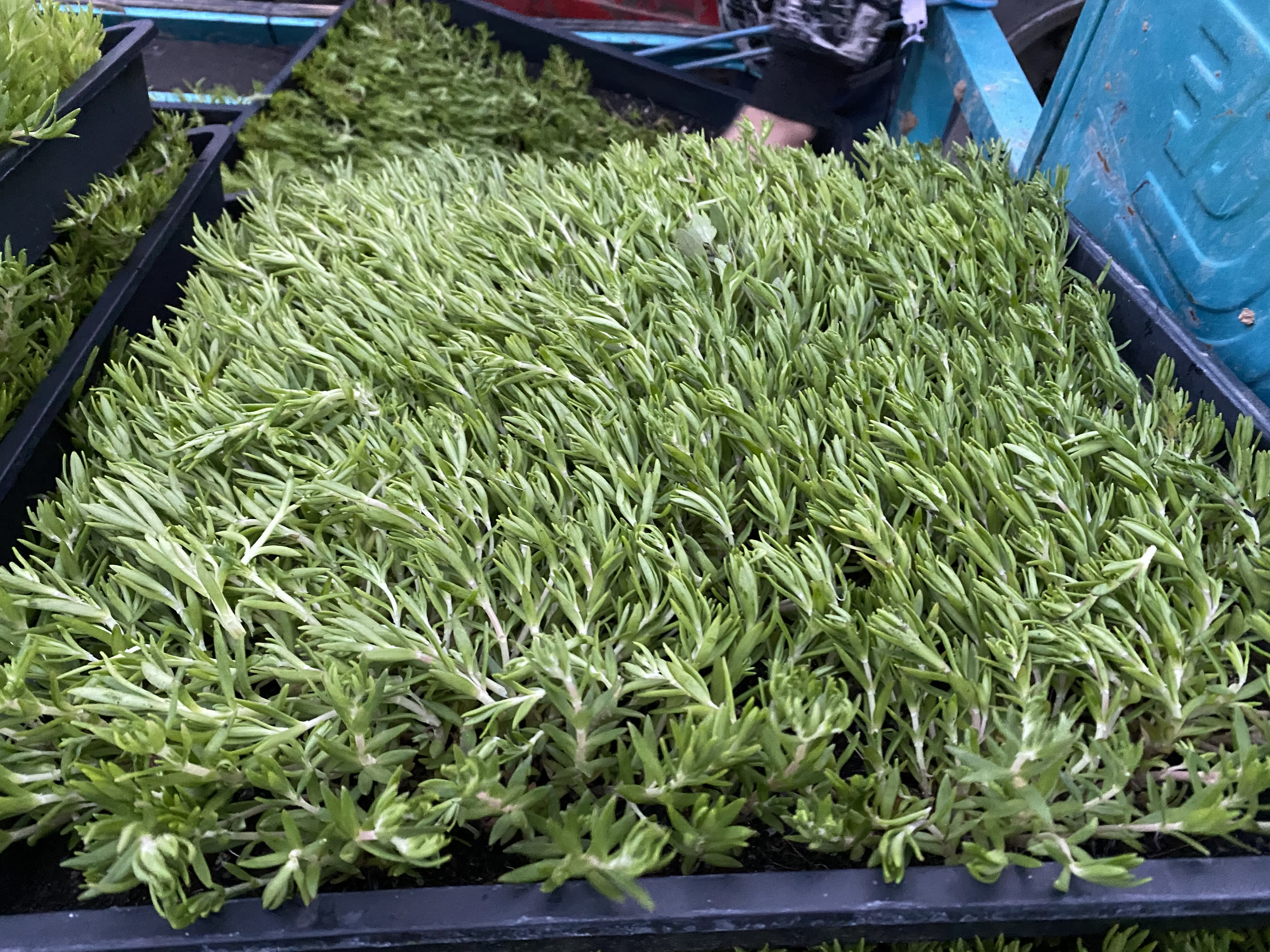 佛甲草植株整体照片