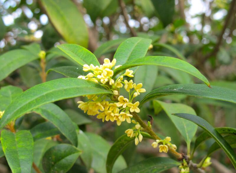 桂花树的样子真实图片