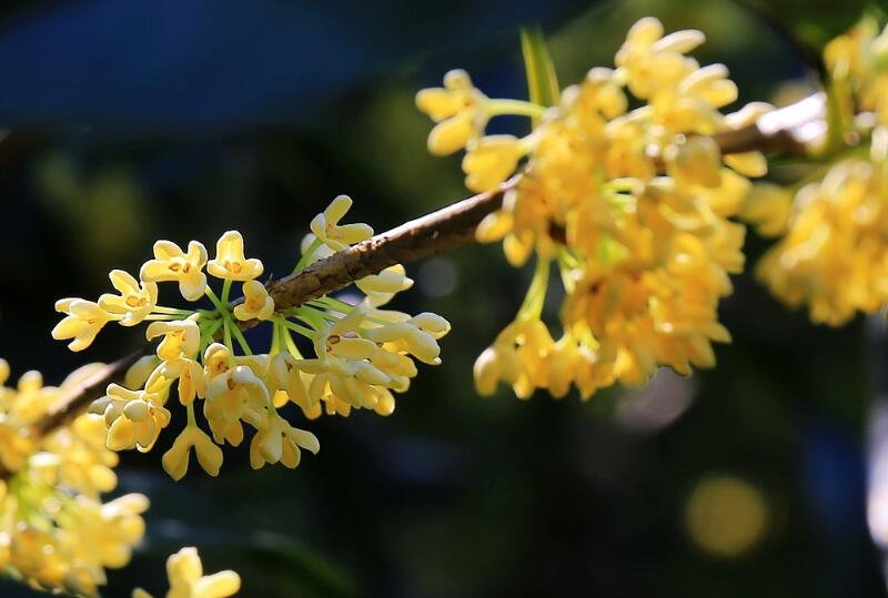 桂花2.jpg