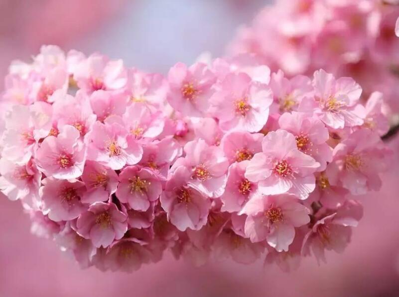 樱花7.jpg