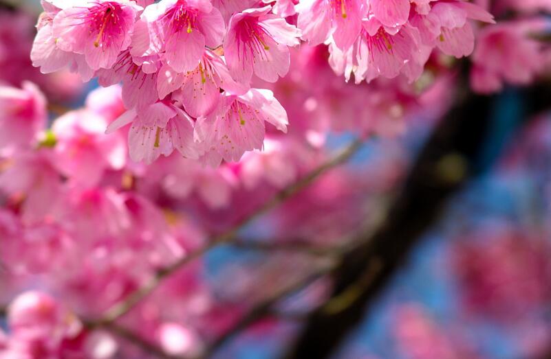 樱花4.jpg