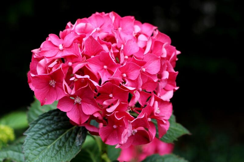 绣球花1.jpg
