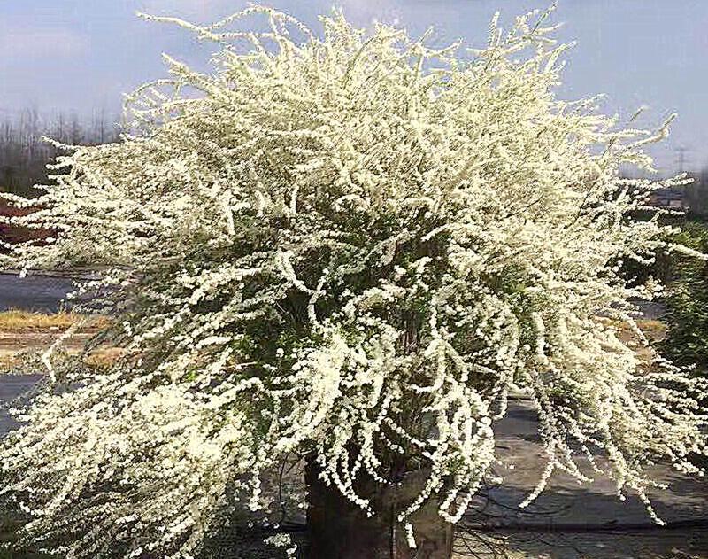 绣线菊雪柳 园林杂谈 长景园林网
