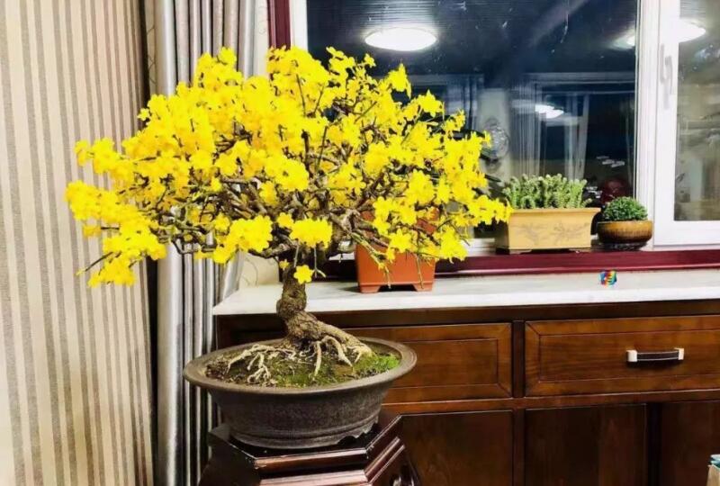 精品罕见迎春花盆景图片