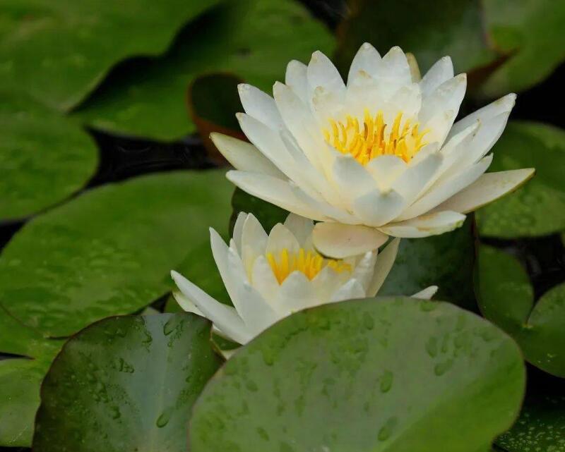 水生植物大全 园林杂谈 长景园林网