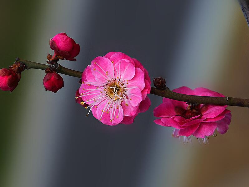 北方最耐寒的梅花