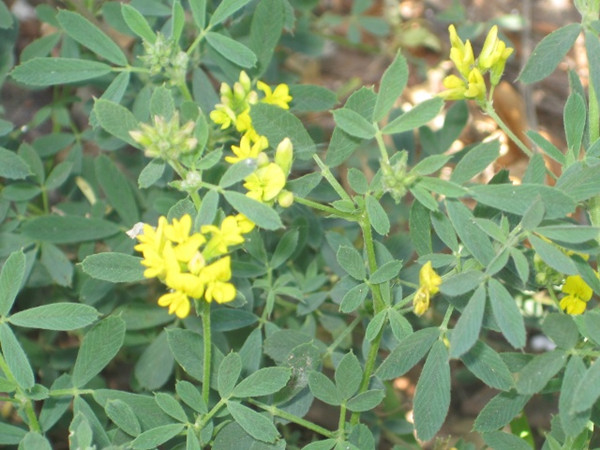 野苜蓿 野苜蓿