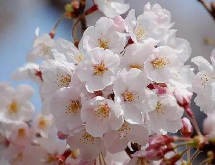 染井吉野樱花什么时候开花?