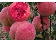 最好的桃树苗是什么品种