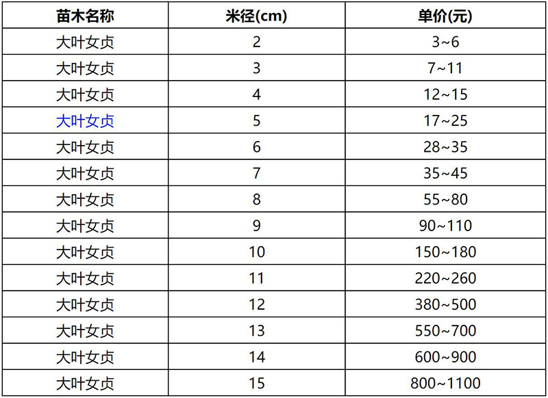 2022年春季大叶女贞报价表