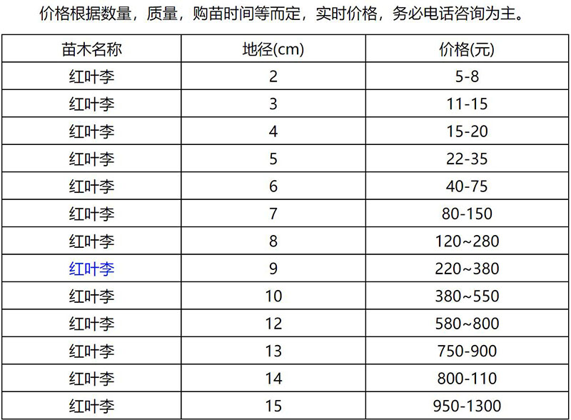 2022红叶李.jpg