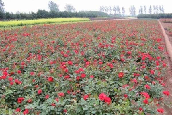 什么花在5月份到6月份开 江苏长景种业有限公司