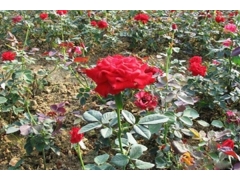 冬天有什么花草生长 花海建设 江苏长景种业有限公司