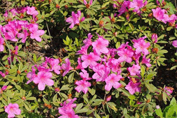 这个季节花海有什么花 花海建设 江苏长景园林