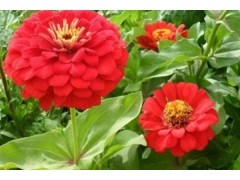 花期在7月8月之间都有什么花 花海建设 江苏长景种业有限公司