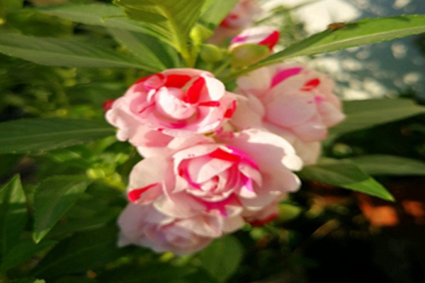 花期在7月8月之间都有什么花 花海建设 江苏长景种业有限公司