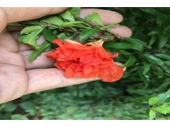 五月六月七月有什么花可以看 花海建设 江苏长景种业有限公司