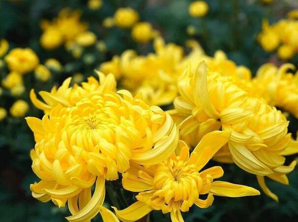 11月 12月适合种什么花 花海建设 江苏长景园林