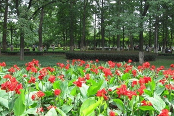 11月 12月适合种什么花 花海建设 江苏长景园林