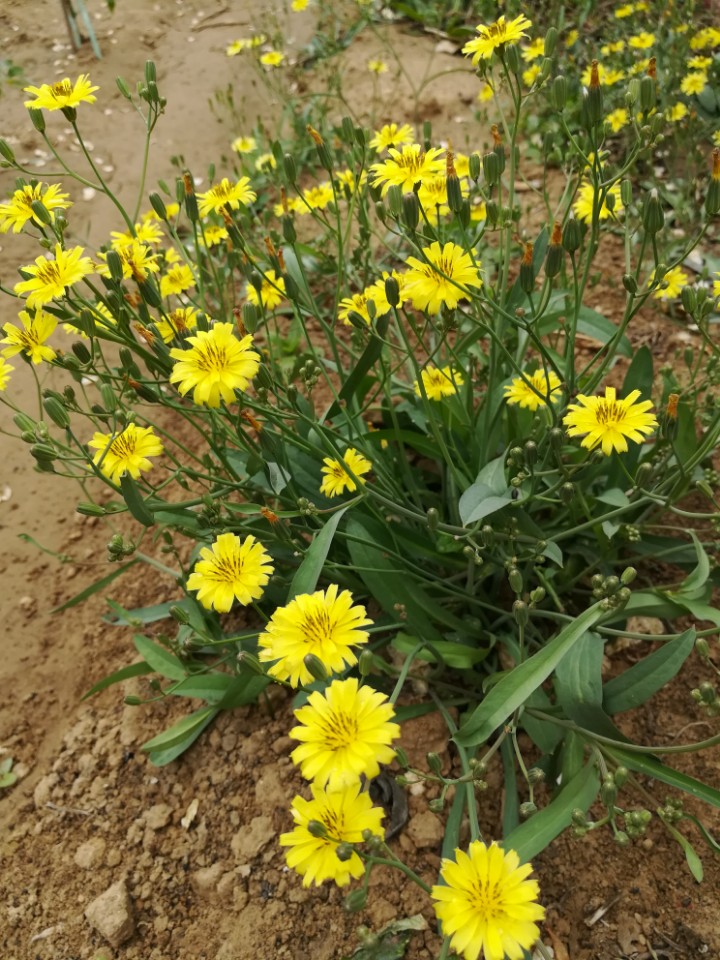 多刺苦菜花图片