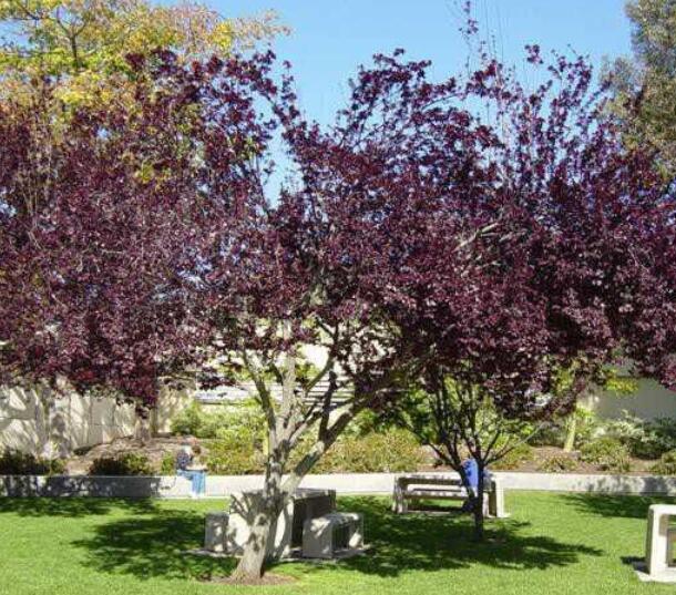 1,紫叶李花期观赏价值紫叶李在开花的同时会长出叶子,刚刚长出来的