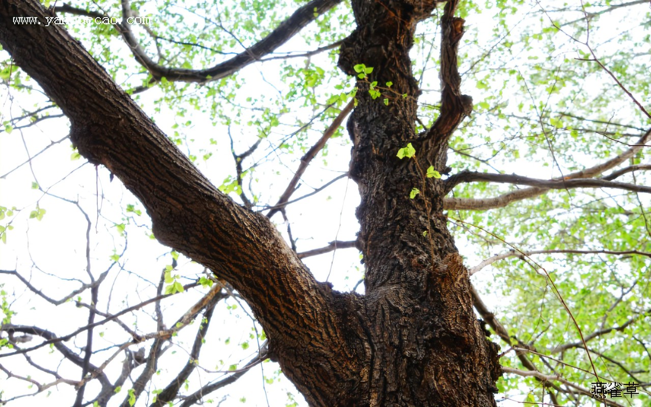 100 多张免费的“榆树”和“自然”照片 - Pixabay